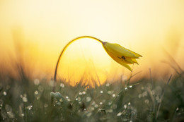 The House of the Rising Sun / ***