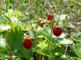 Strawberry / ***