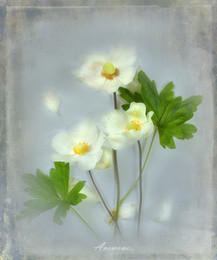 Anemone ... / ....
