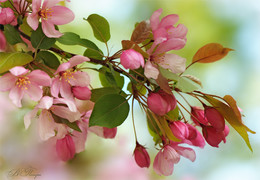 Apfelbäume in voller Blüte ... / ***