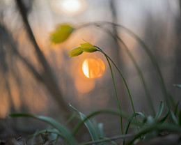 Embrace / ***