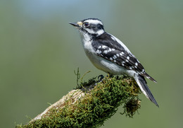 Downy Woodpecker ♀ / ***