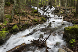 Waldbach / ***