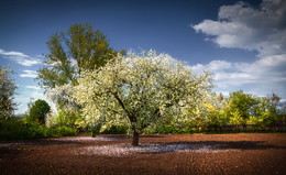 After the rain / ***