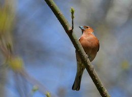 Finch / ***