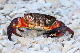 Crab Terminator... / ***