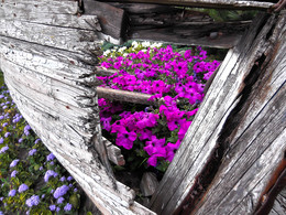 Neues Leben / ***