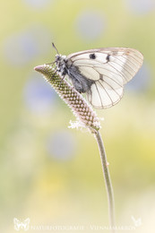Schwarzer Apollo / Schwarzer Apollo - Parnassius mnemosyne
