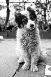 Puppy / ***