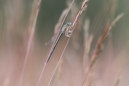Dragonfly / ***