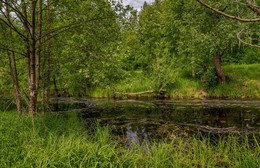 Junimorgen / ***