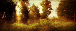 Evening light / ***