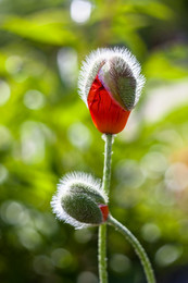 Poppies / ***