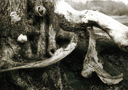 Octopus / ***