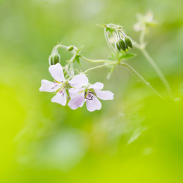 Spring / ***