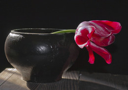 Tulip / ***
