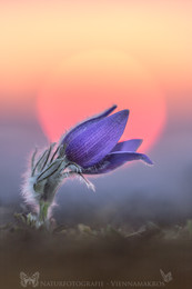  / Große Kuhschelle - Pulsatilla grandis