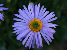 Sonnenblume / ***