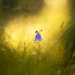 at sunset / ***