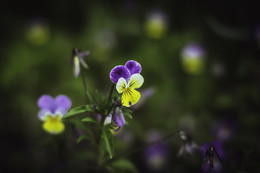 Pansy / ***