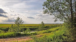 Simple landscape / ***