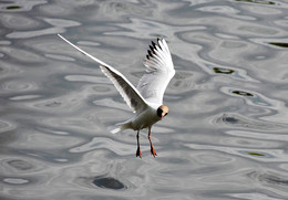 SEAGULL / ***