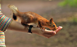 Squirrel / ***