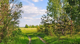 At the edge of forest / ***