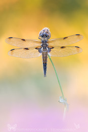 Vierfleck / Vierfleck - Libellula quadrimaculata