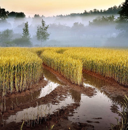 After the rain / ***
