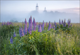 Lupins / ***
