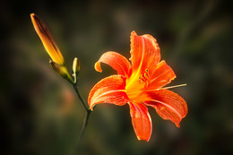 Lilie-Blüte / Bei uns im Garten