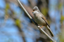 Gray Warbler / ***