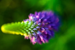 Lupinus / ***