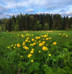 Globe-Blume / ***