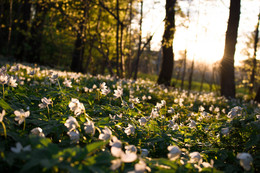 Spring / ***
