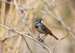 Bluethroat / ***