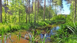 Forest River / ***