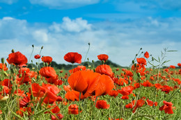 Red Poppy / ***