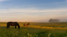 Meadow / ***