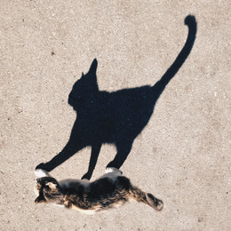 Shadow and her cat / ***