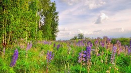 All flowers / ***