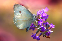 | SNOW WHITE | / wildlife