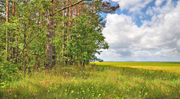 Field / ***