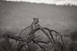 Watching ... / ***