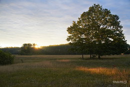 July morning / ***