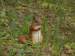 Squirrel / ***