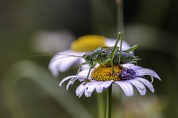 Grasshopper / ***
