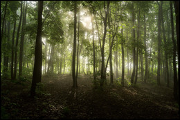 Morgen in den Wald / ***