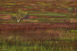 Meadows / ***